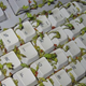 Illustration for article titled Keyboard with Plants Growing Inside is More Gross Than Cool